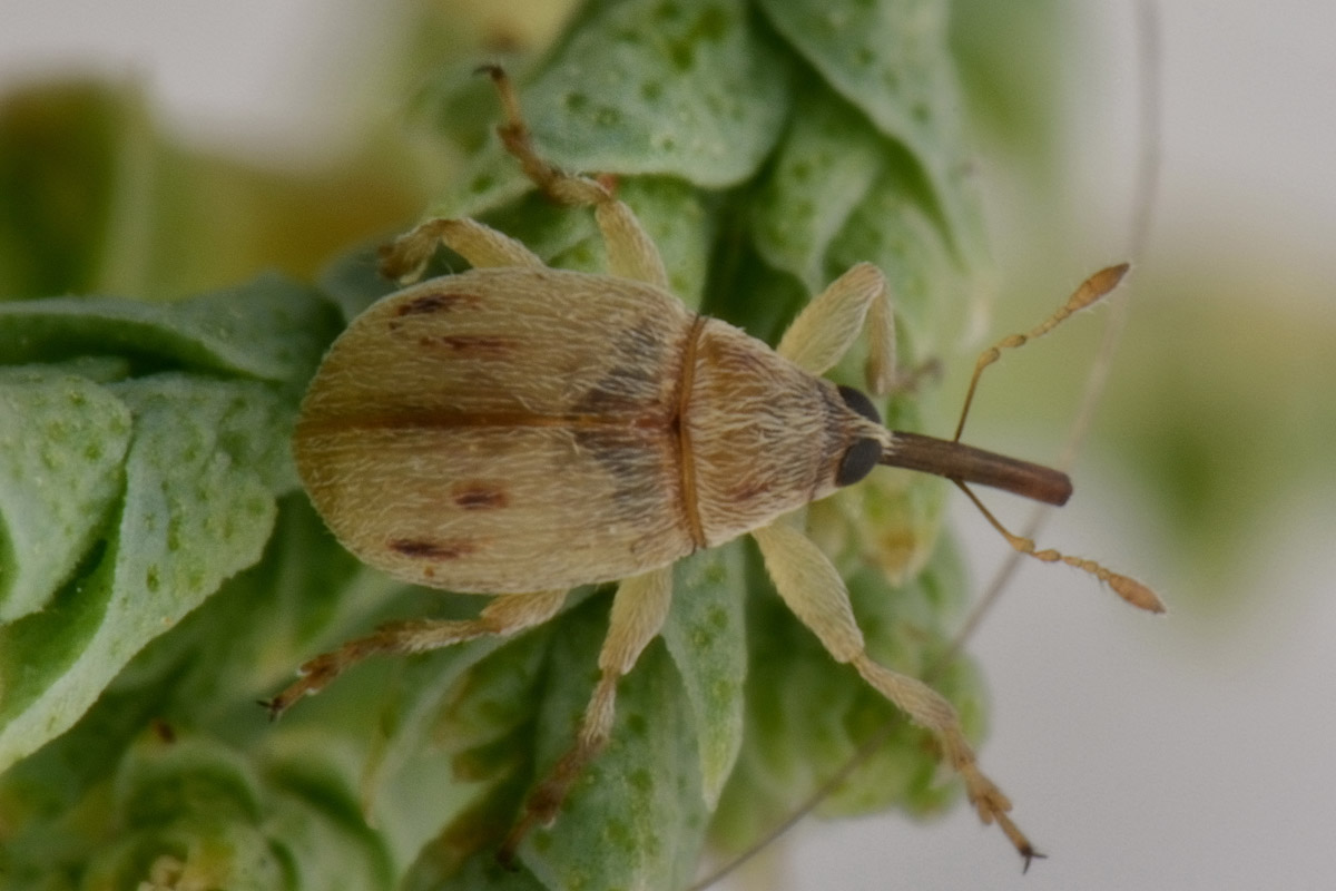 Nanophyidae:  Corimalia sp?   No,  Allomalia quadrivirgata